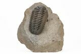 Multi-Toned Morocops Trilobite - Top Quality Specimen #221221-2